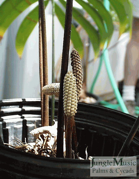 Zamia ipitiensis male cones